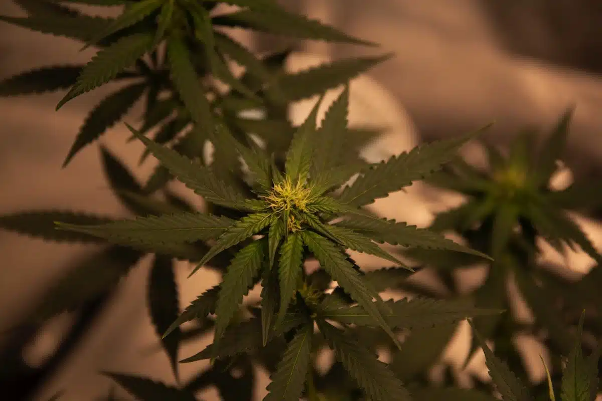 cbd plant