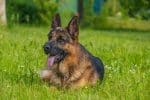 Adopter un berger allemand nos conseils