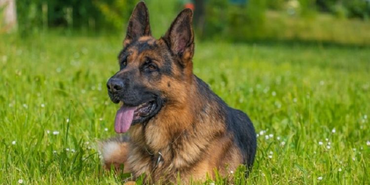 Adopter un berger allemand nos conseils