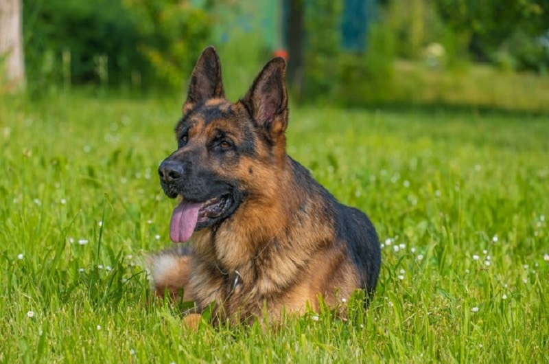Adopter un berger allemand nos conseils