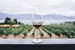 Un verre de vin rouge et des vignes