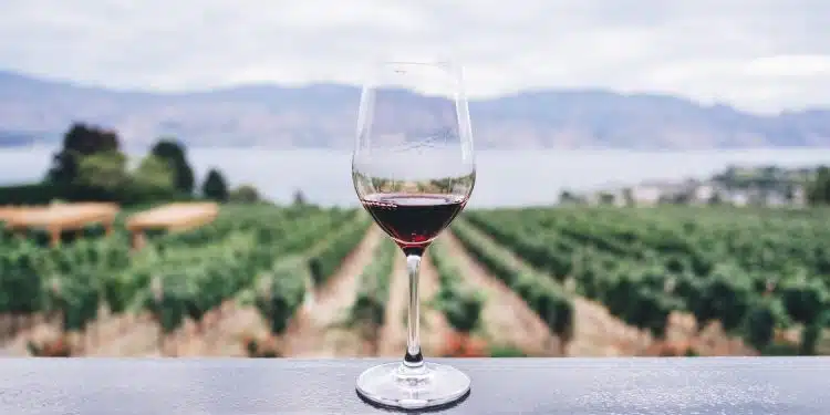 Un verre de vin rouge et des vignes