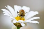 Comment se procurer du pollen bio ?