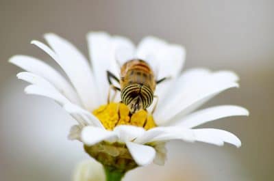 Comment se procurer du pollen bio ?