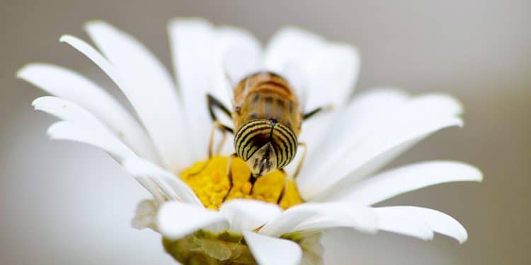 Comment se procurer du pollen bio ?
