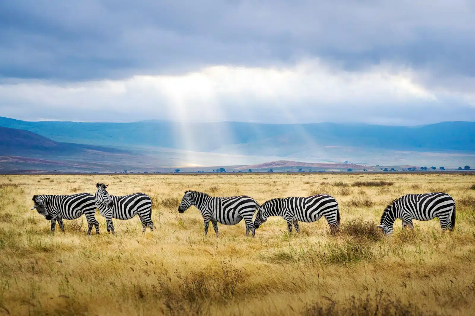 Parc National en Tanzanie