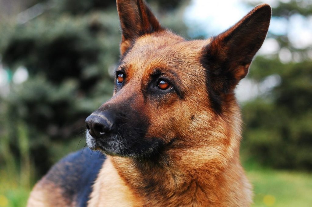 un berger allemand nos conseils